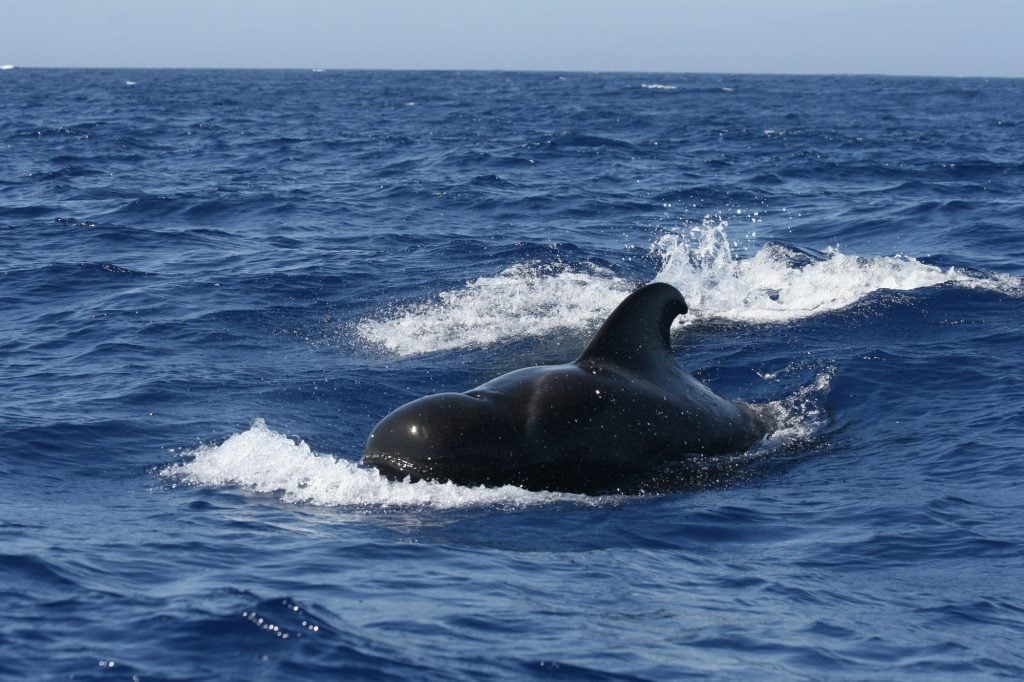 Short-finned pilot whale
