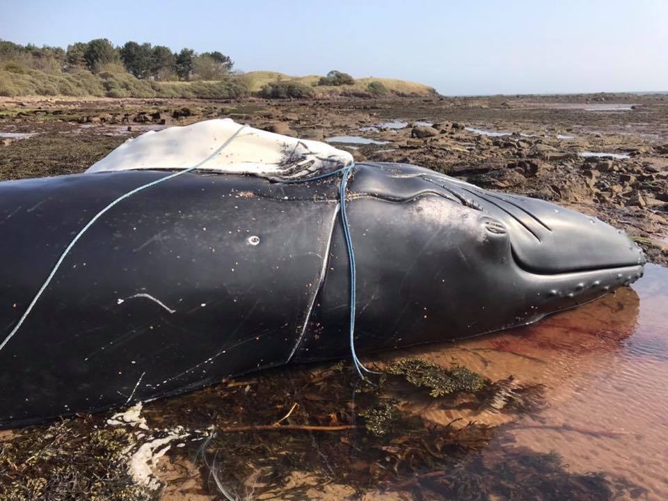 What this workshop and the SEA project is working to minimise – a deceased juvenile male humpback whale stranded near Dunbar after becoming entangled in creel fishing gear