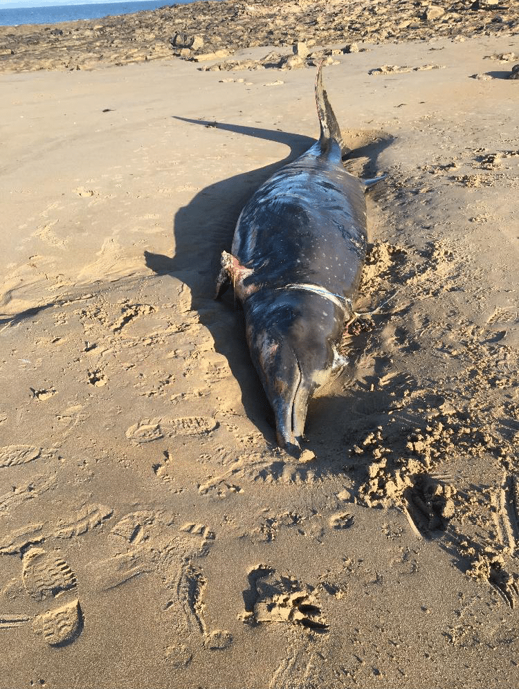 Sowerby' beaked whale found on Scottish beach