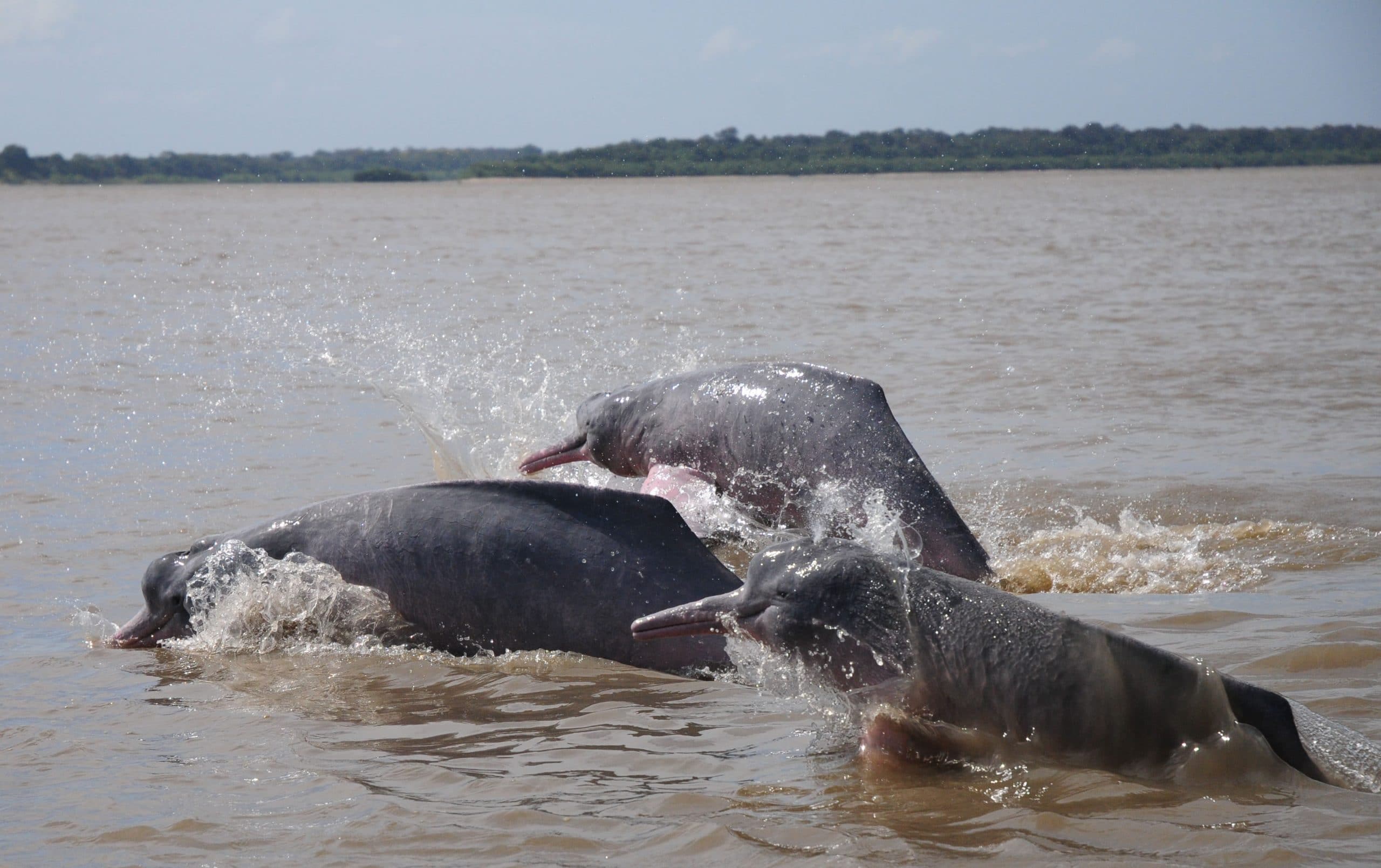Botos leaping in the Amazon river