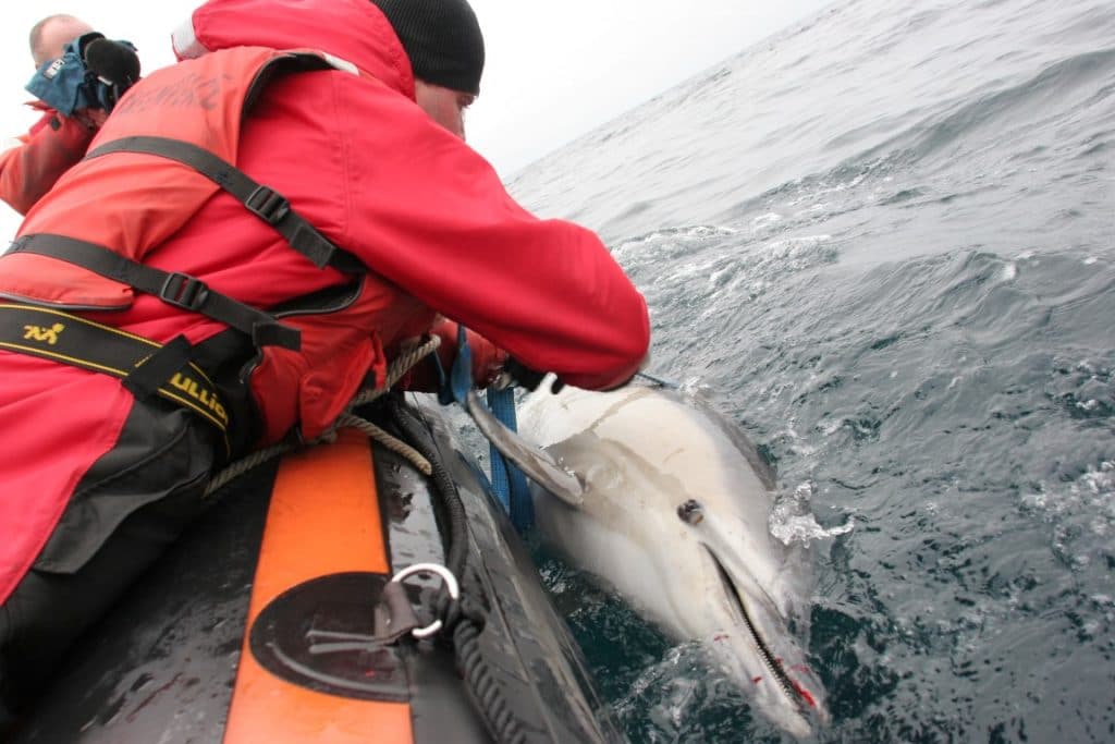 Bycaught dolphin being recovered from the water.