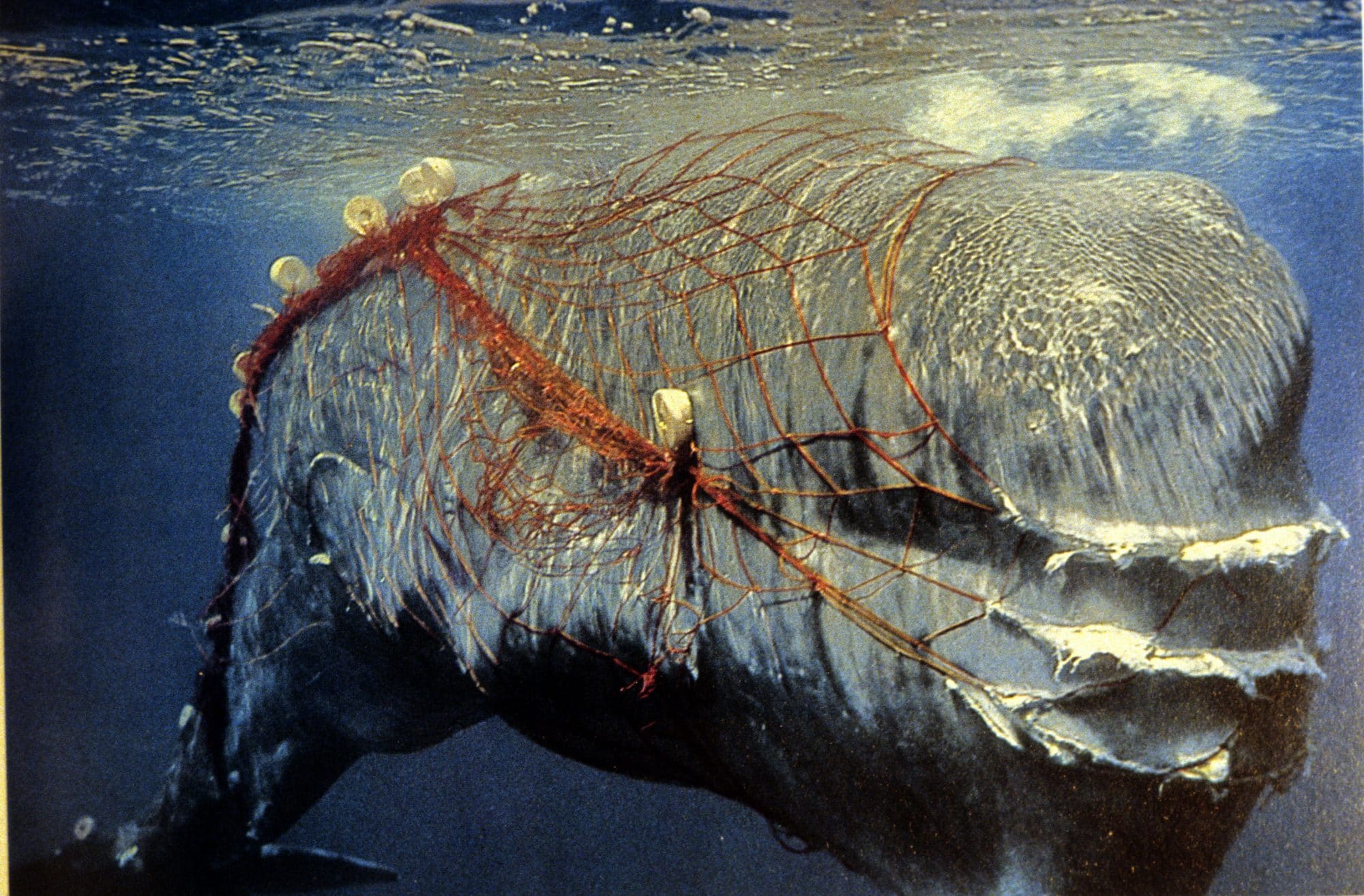 Рыболовные сети в океане