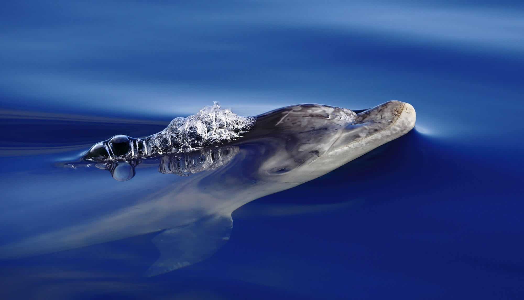 How intelligent are whales and dolphins? - Whale and Dolphin Conservation