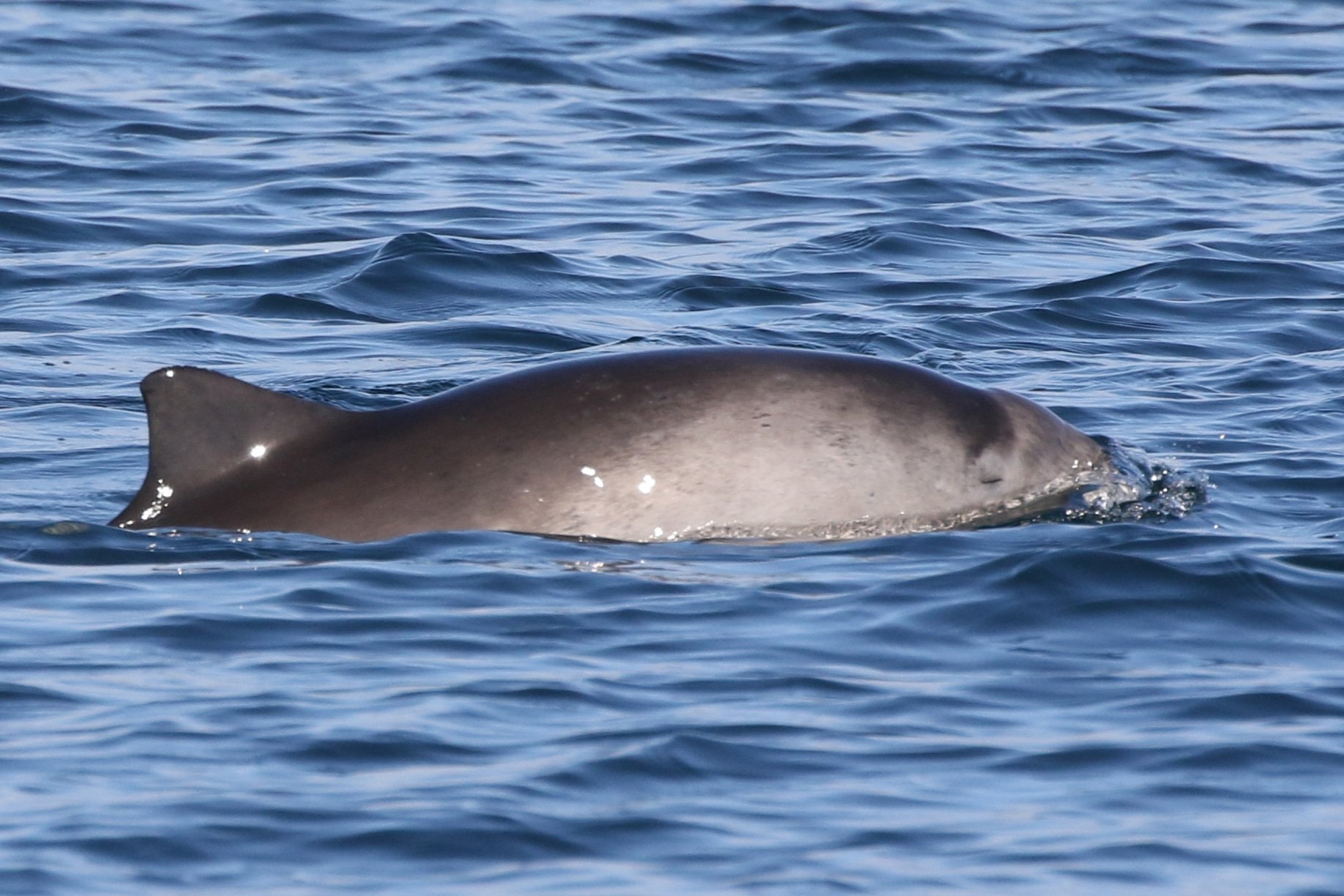 Iberian and Baltic harbour porpoises face extinction without urgent action