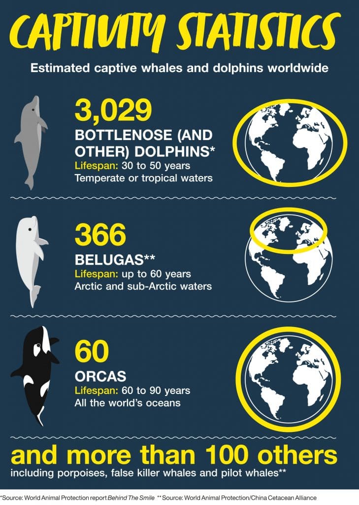 Graphic showing number of whlaes and dolphins in captivity