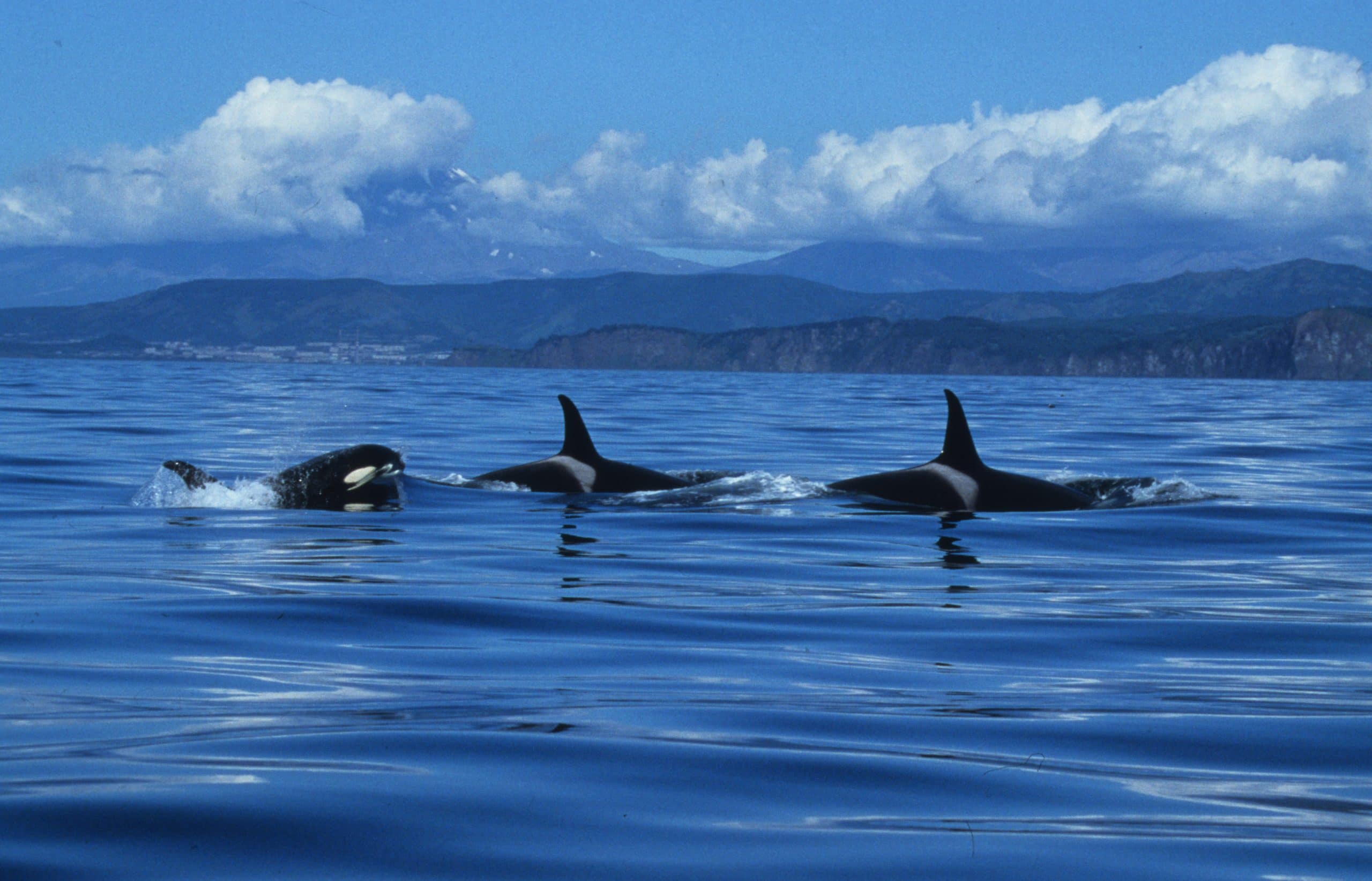 A group of fish-eating orcas in Russia's Far East