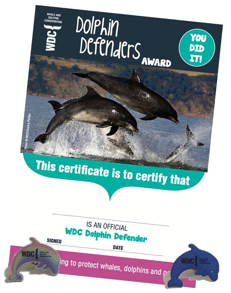 Dolphin Defenders certificate