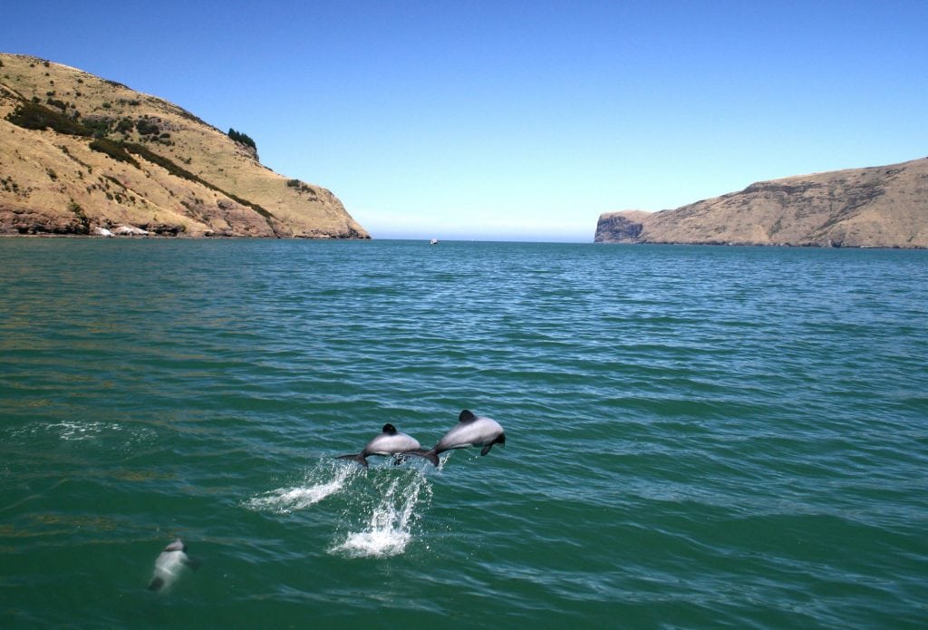 Two beautiful Hector's dolphins leap just off new Zealand's coast.