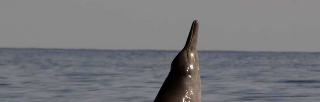 Sowerby's beaked whale