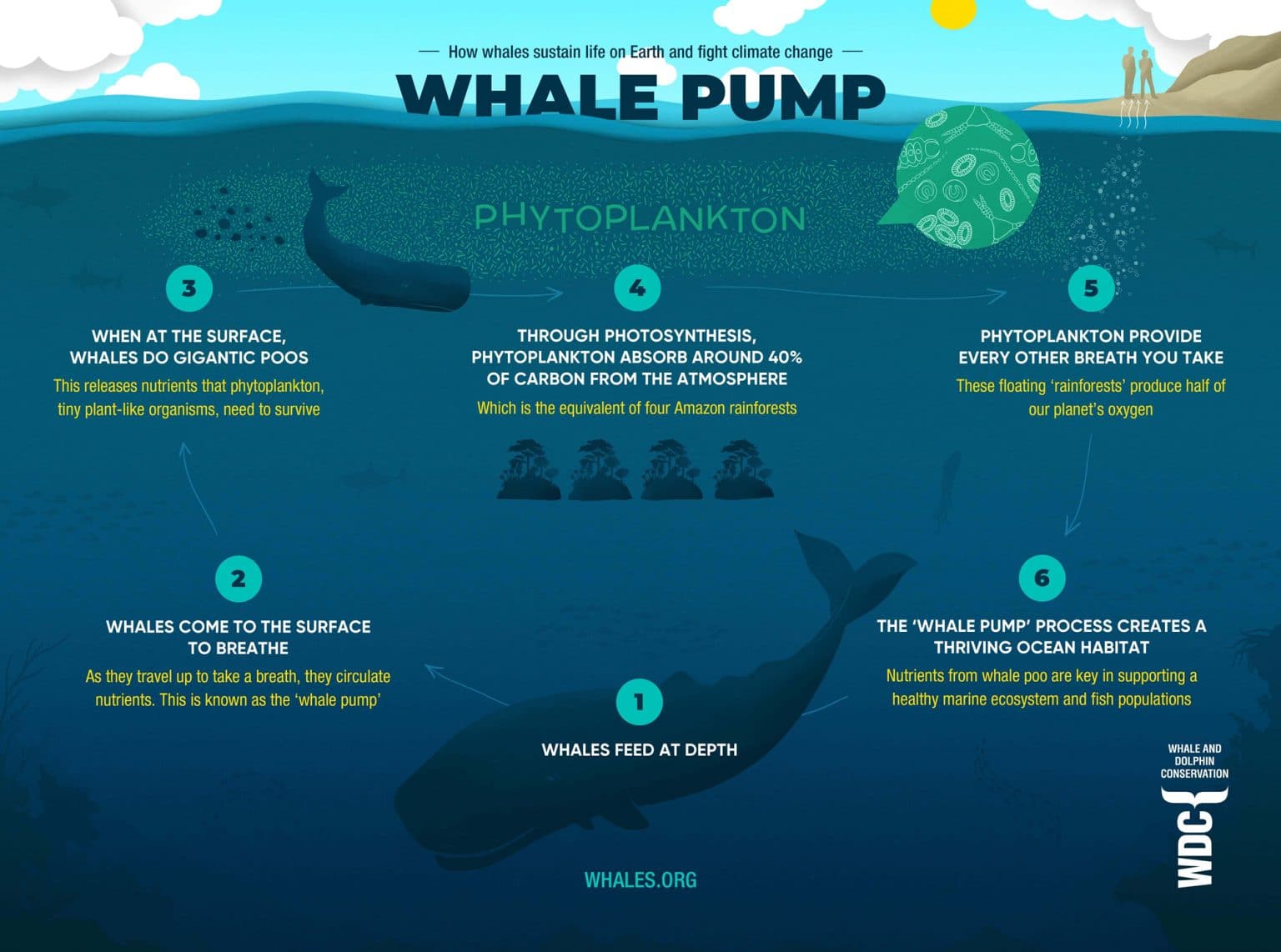 Climate Change - Whale and Dolphin Conservation