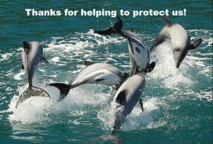 An update on our work to protect the Maui dolphin • Earthrise • Lewis &  Clark