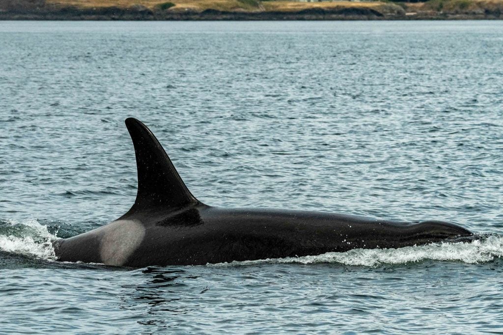 J35 (southern resident orca) swimming in July. © Sara Hysong Shimazu