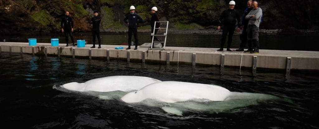 Beluga whales in sanctuary