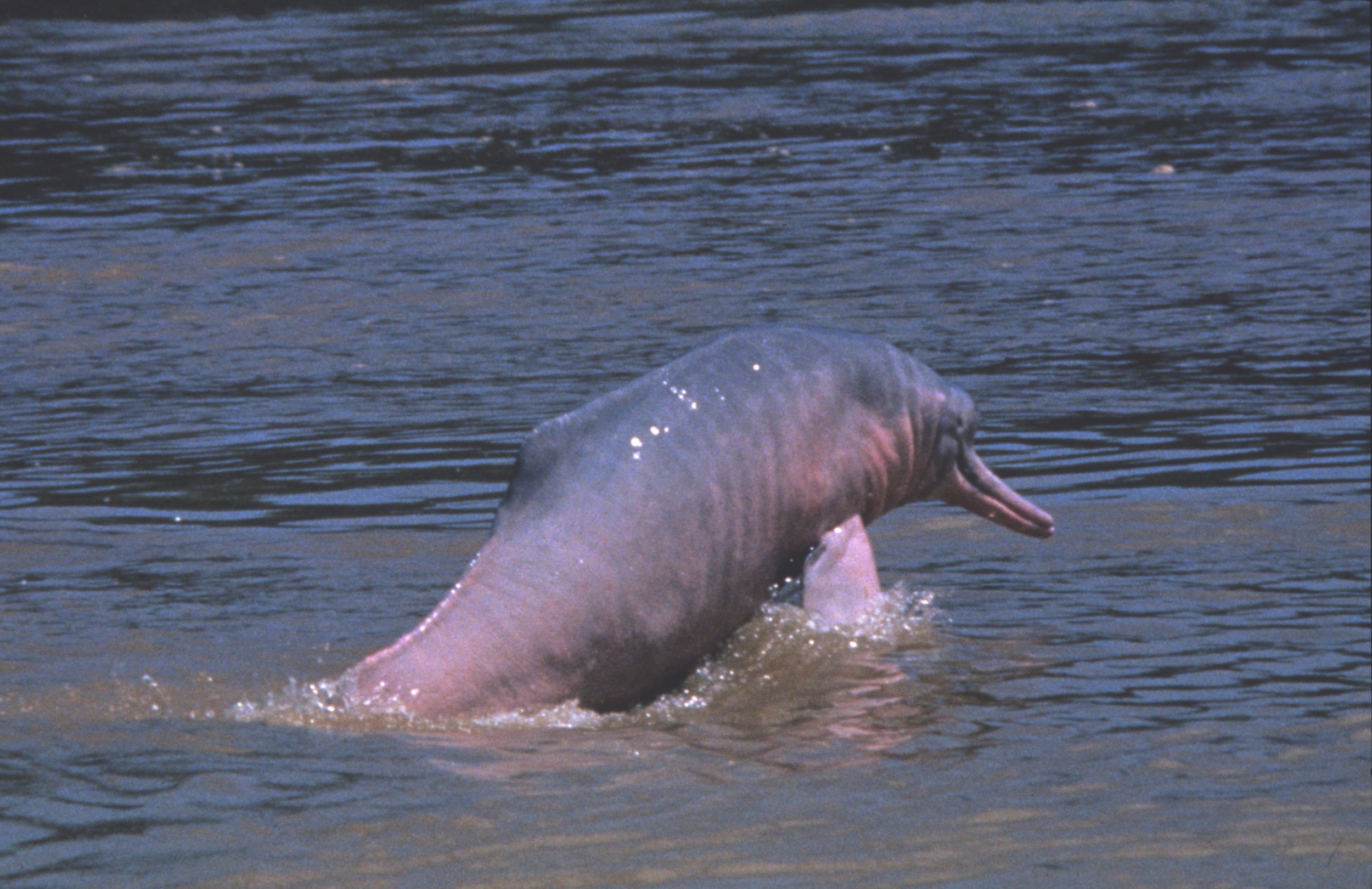 Pink Amazon River dolphin