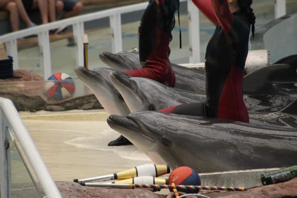Performing dolphins in China © China Cetacean Alliance