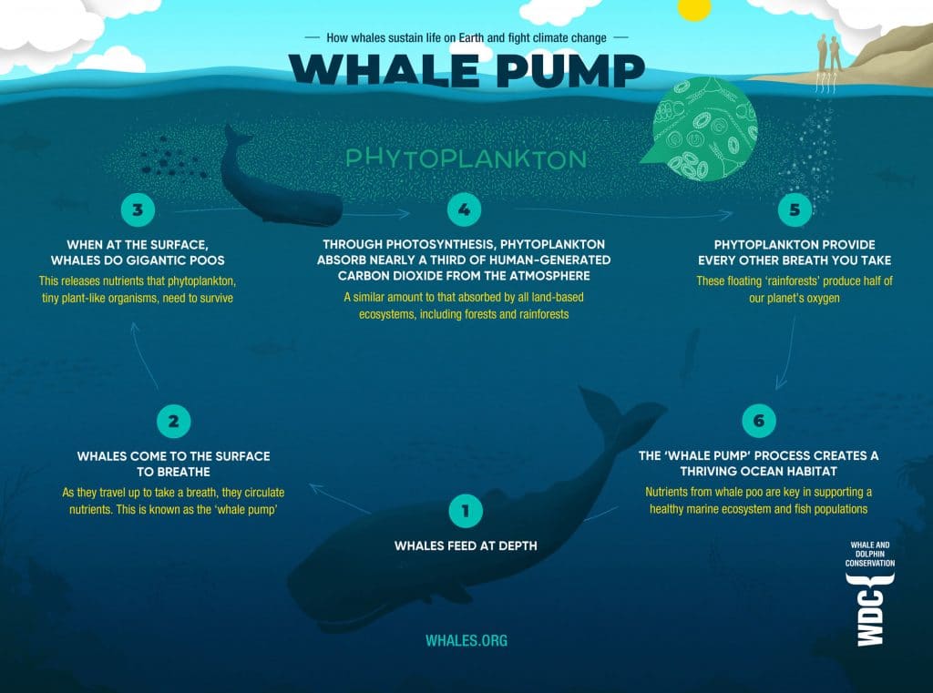Whales as ecosystem engineers - the Whale Pump