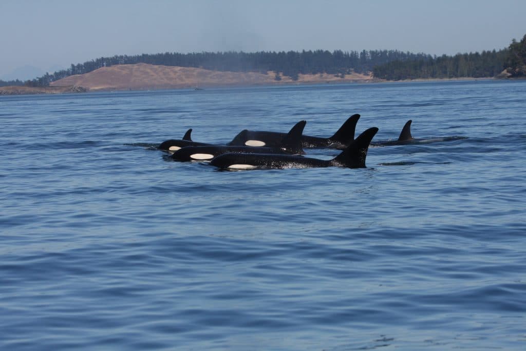 A group of Southern Resident orcas