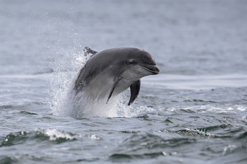 Bottlenose dolphin Indigo breaching