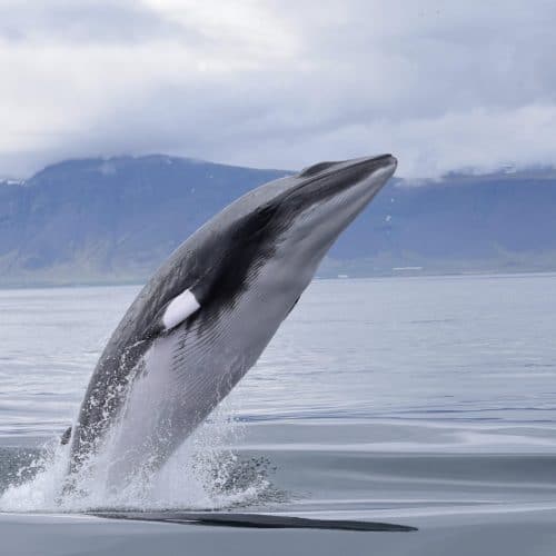minke whale breaching