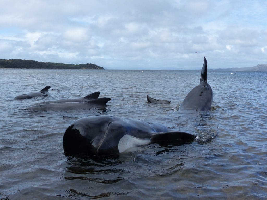 VIDEO: 7 stranded dolphins rescued by experts, trained volunteers