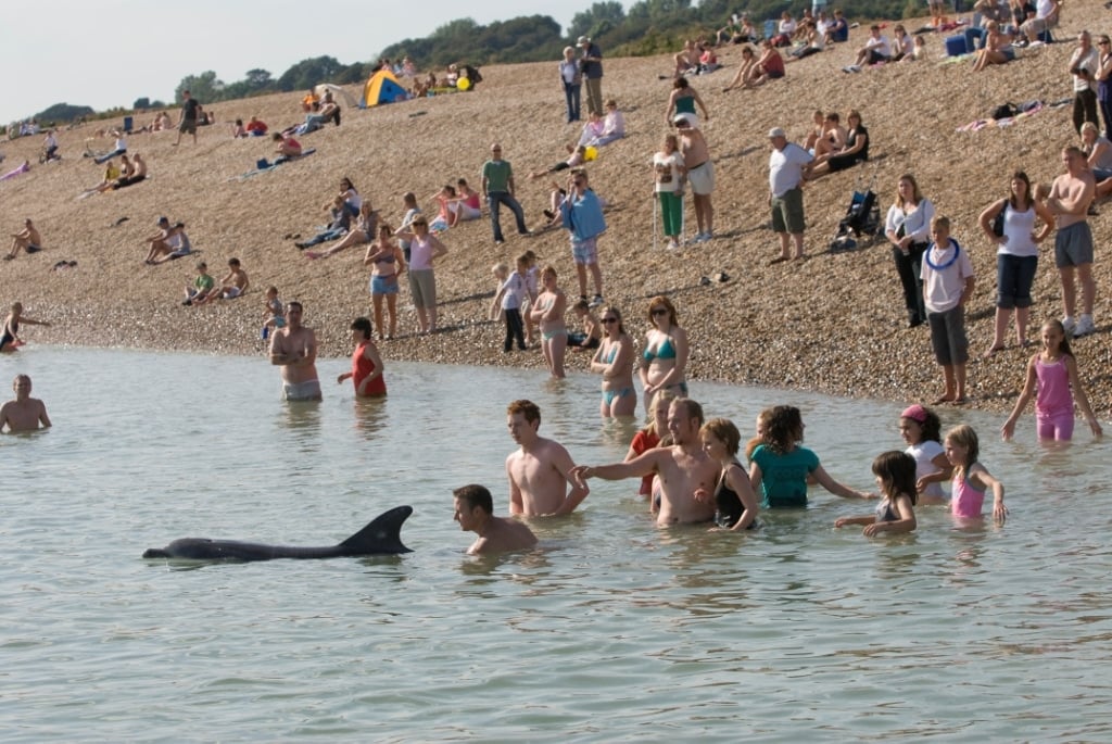 People, including small children rushing into sea to interact with solitary "friendly" dolphin Dave. Folkestone. Kent, UK
