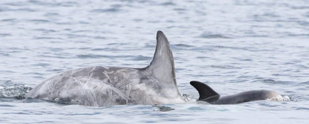 A Risso's dolphin with her calf