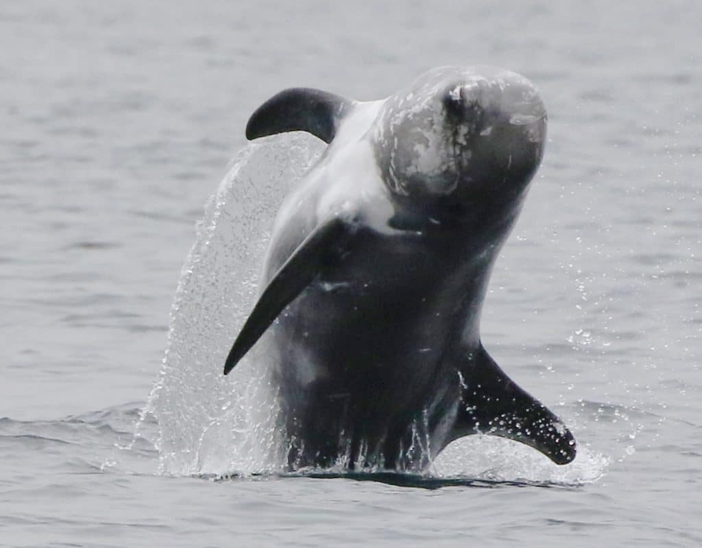 A beautiful Risso's dolphin breaches