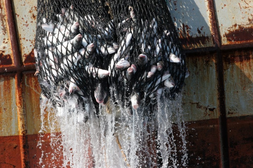 Haul of sea bass on French pair trawlers, Le Baron and Magellan, fishing in the English channel. Greenpeace is currently in the English channel protesting against pelagic pair trawling due to the high numbers of dolphin deaths associated with it.