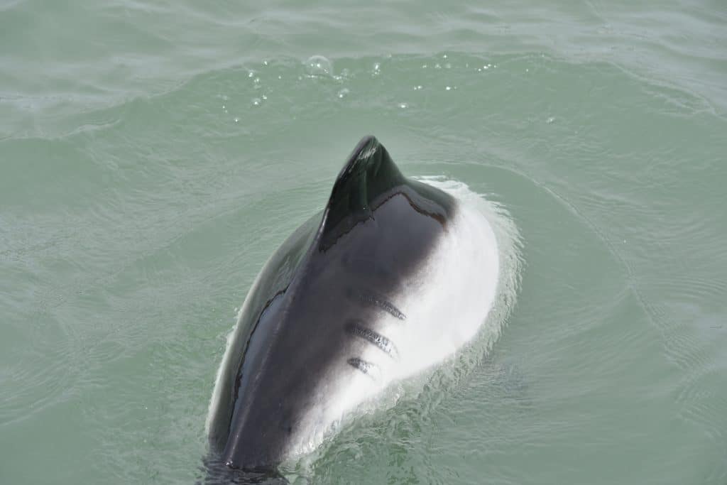 This dolphin shows the scars of having been hit by a boat