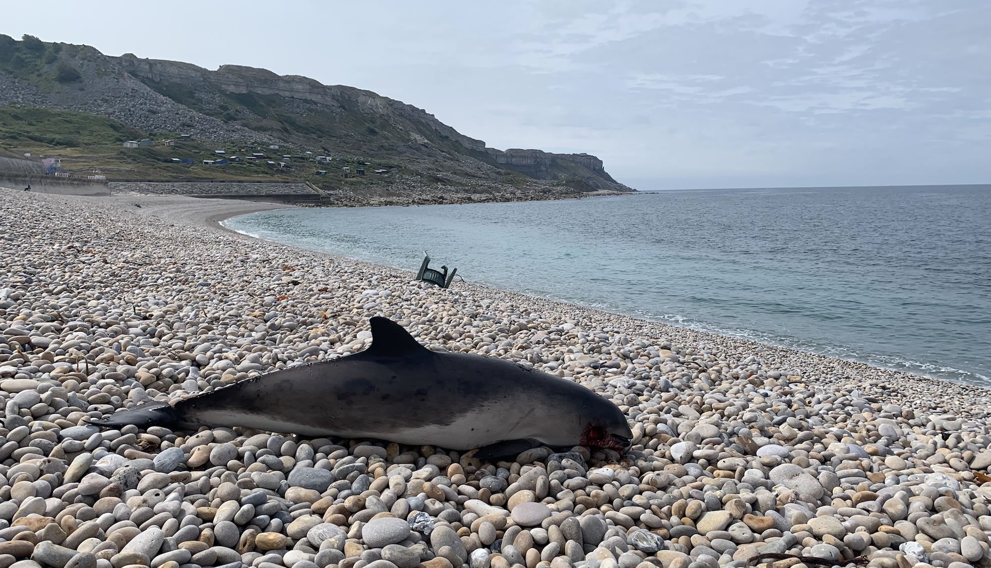 This porpoise washed up in Dorset after dying in a fishing net © CSIP-ZSL