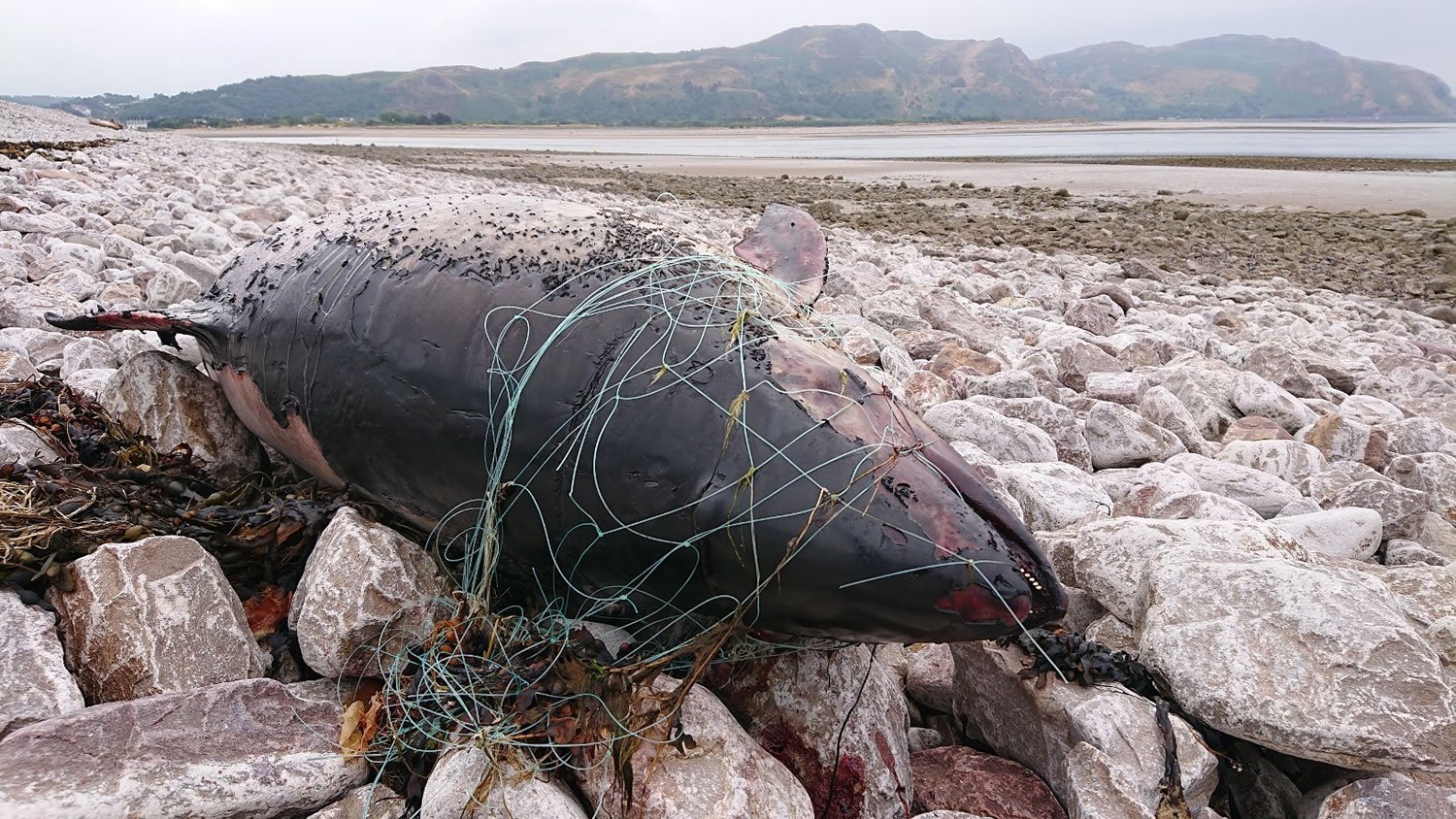 Harbour porpoise found on beach, Conwy, Wales