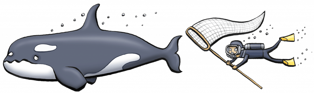 Orca predator