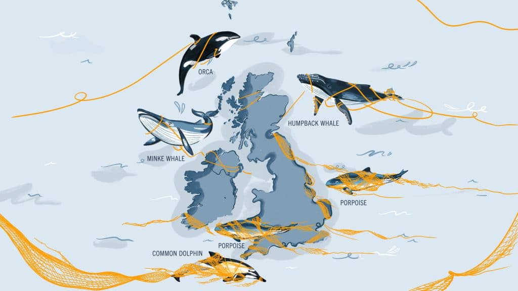 Map showing where whales and dolphins are caught in fishing gear in the UK