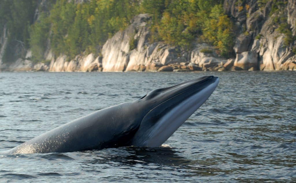 In 2021, Japanese whaling vessels hunted 171 minke whales, 187 Bryde's whales and 25 sei whales © Ursula Tscherter - ORES