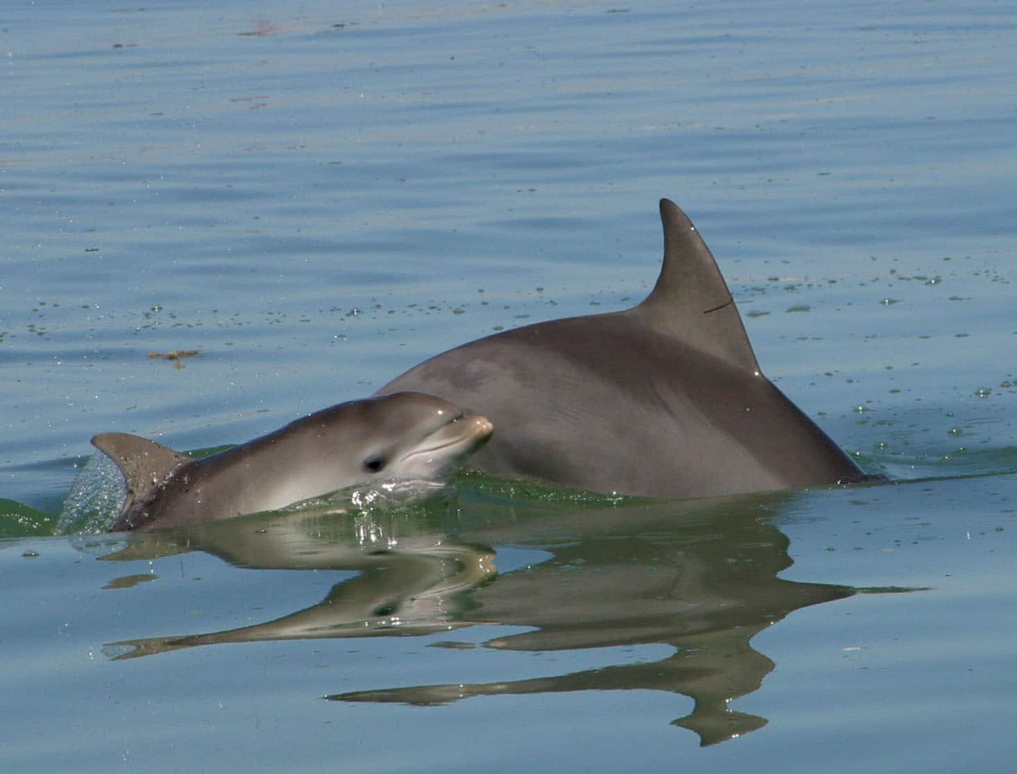 Ex-captive dolphins give birth in the wild - Whale and Dolphin Conservation