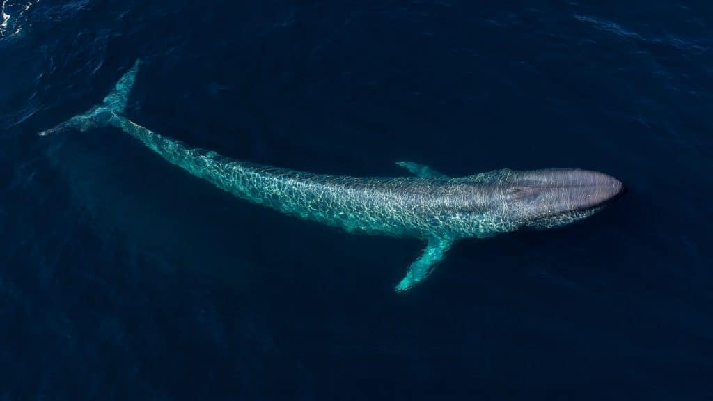 Blue whale at surface