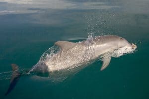 Sponging dolphin in Shark Bay