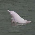 Pink dolphin - Indo-Pacific humpback dolphin