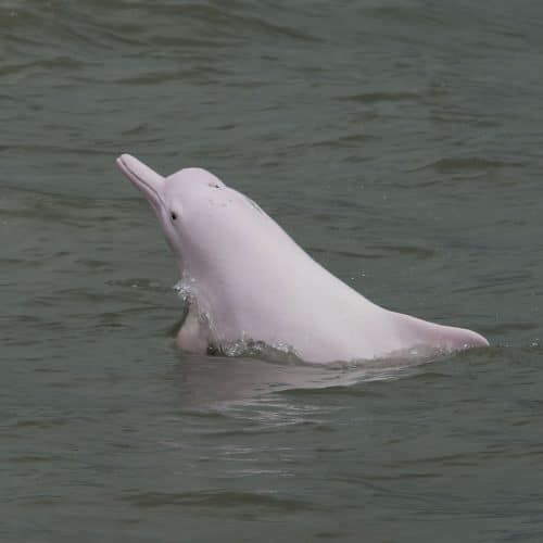 Indo-Pacific humpback dolphin - Whale and Dolphin Conservation