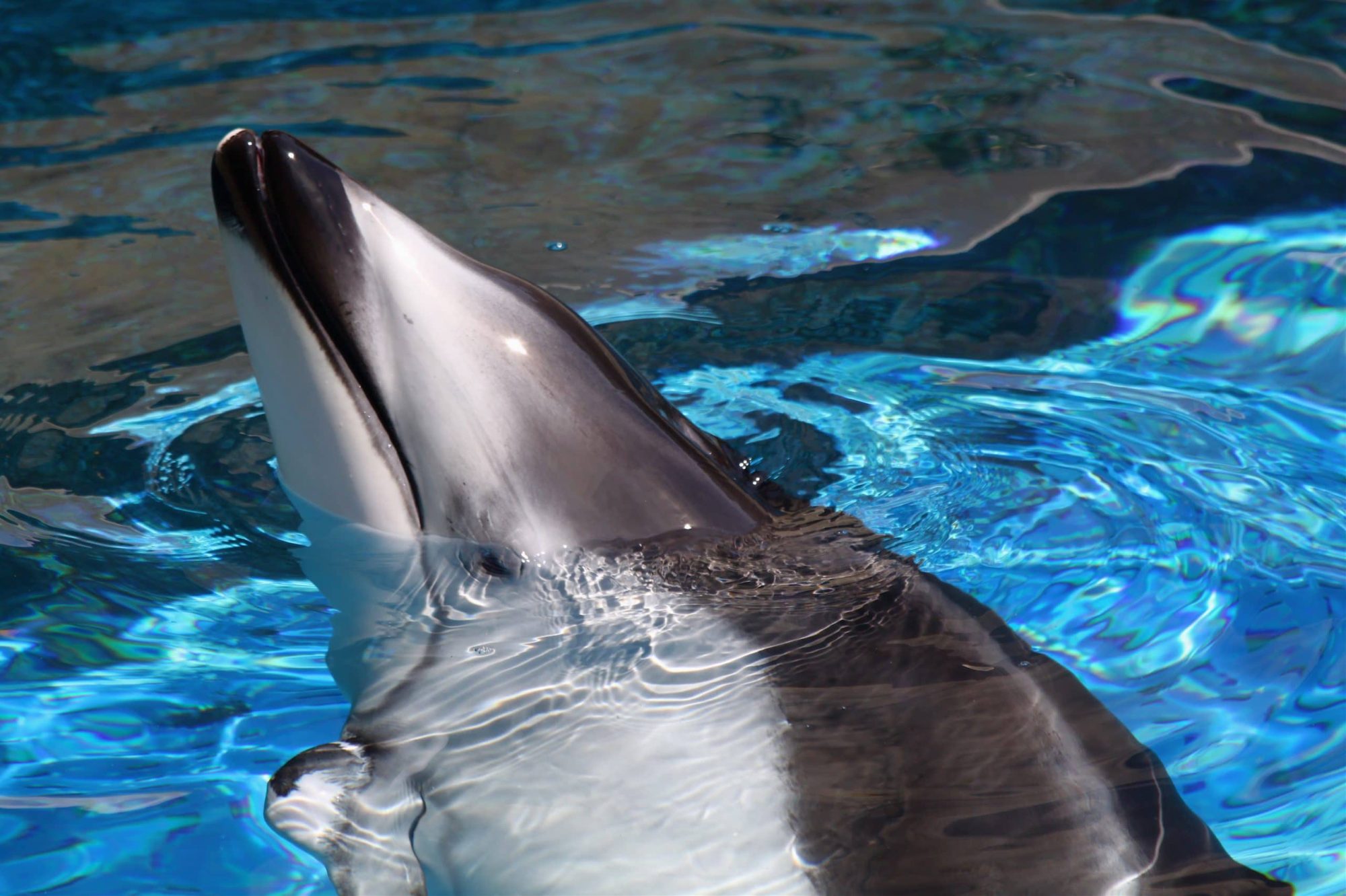 pacific white sided dolphin in captivity