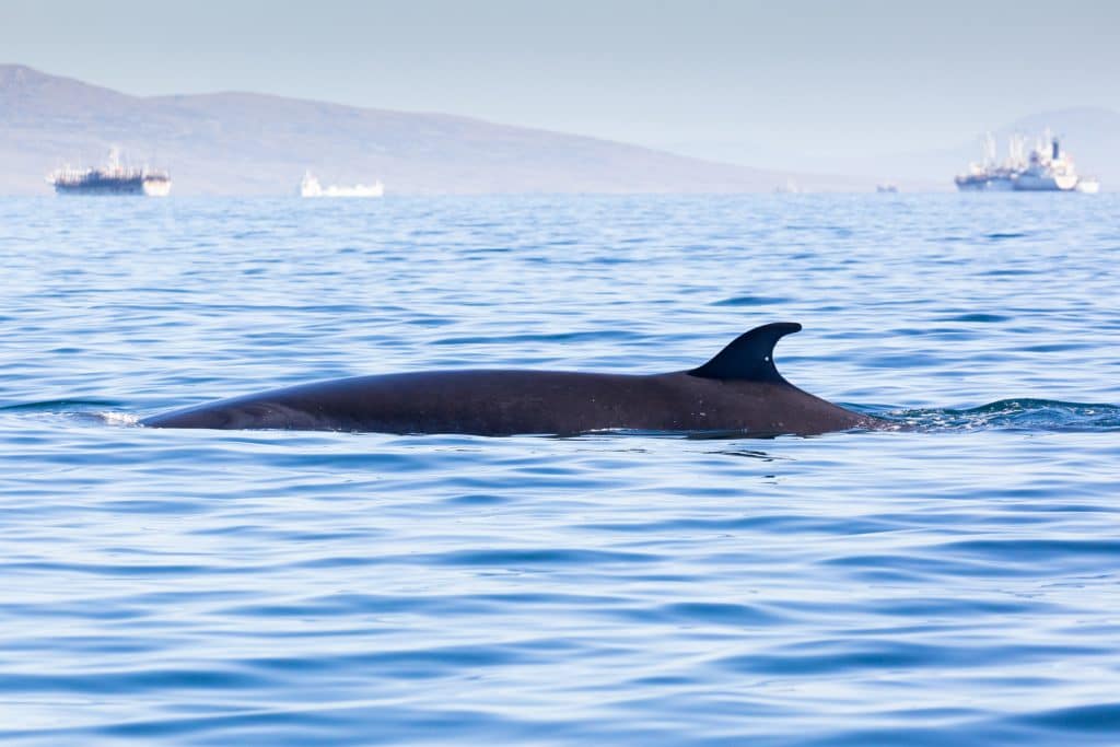 Sei whale and shipping Falklands