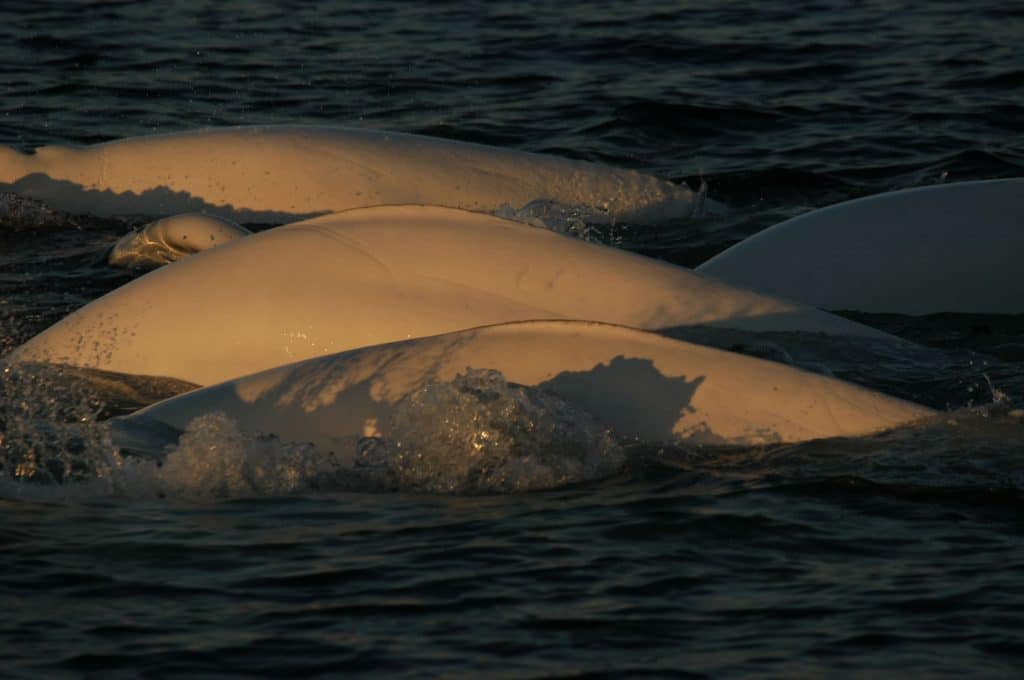 Beluga whales in the wild