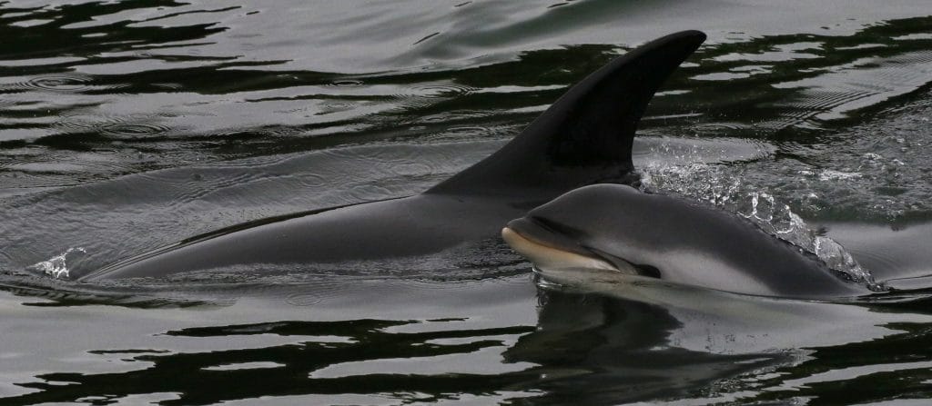 A beautiful Atlantic white-sided dolphin and her baby