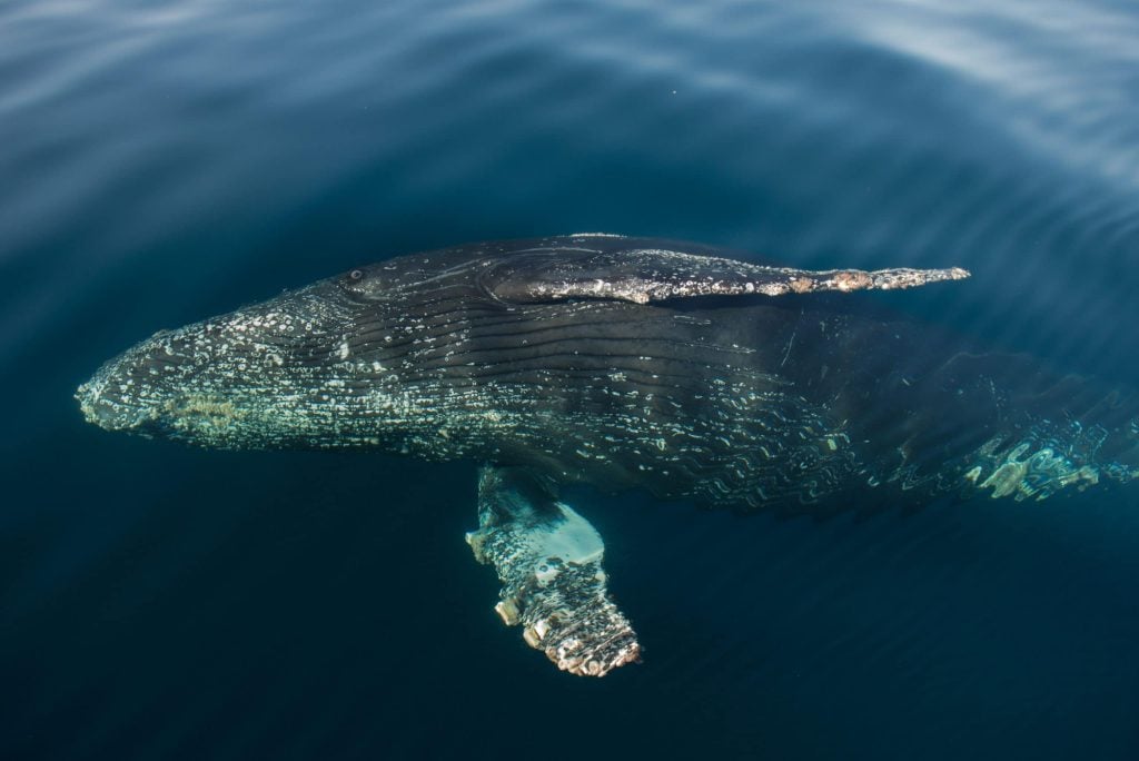 Humpback whale © Christopher Swann