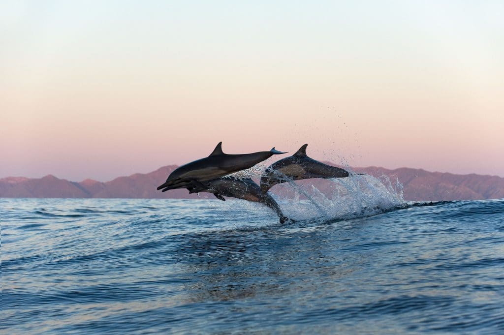 Common dolphins © Christopher Swann