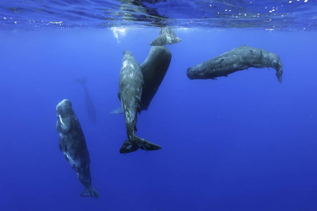 A group of sperm whales  © V Mignon