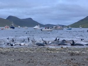 Atlantic white-sided dolphin massacre 12th September 2021