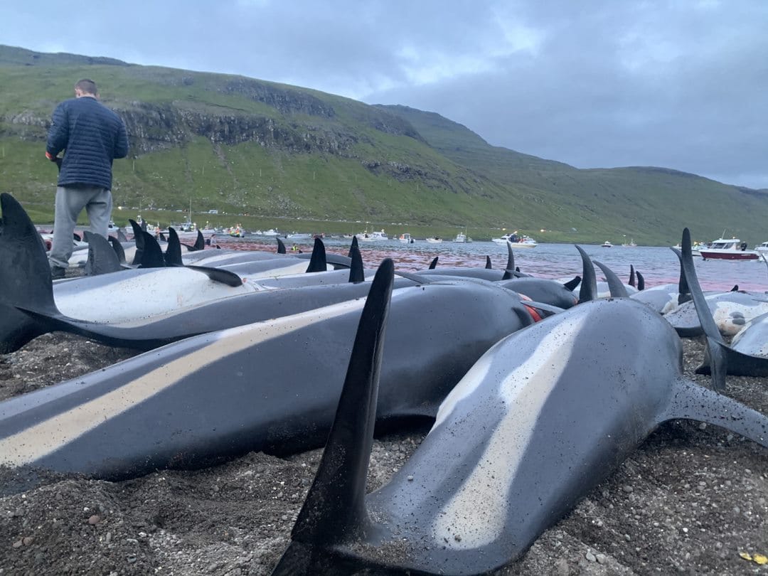 Atlantic white-sided dolphins on beach faroes WDC