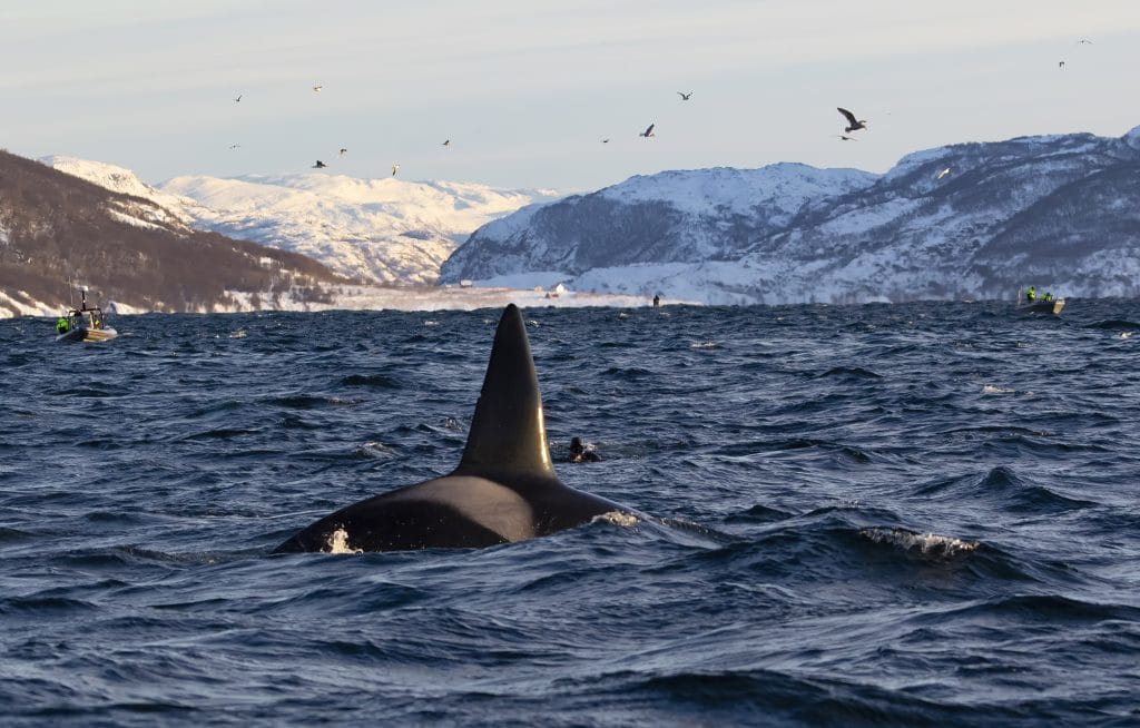 The dive-with-orcas industry is chaotic 