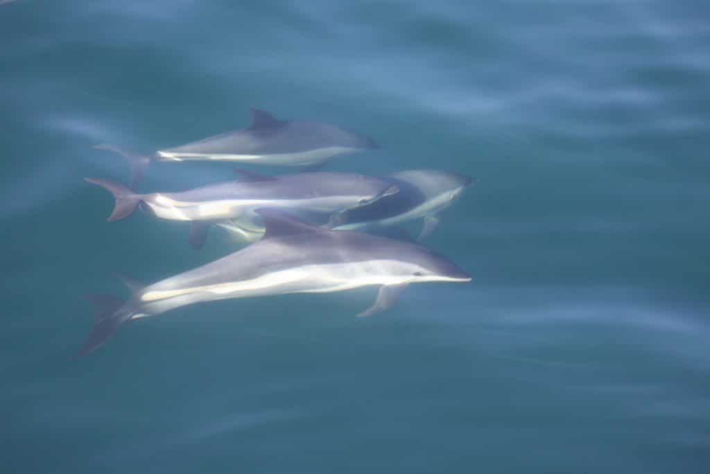 Atlantic white-sided dolphins were the target of the Faroes' largest hunt © WDC NA